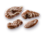Conchas Marinas - Imagen 2