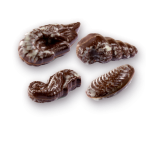 Conchas Marinas - Imagen 2