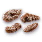 Conchas Marinas
