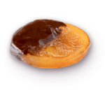 Naranja Trempée - Imagen 2